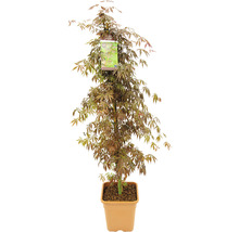 Fächerahorn Acer palmatum 'Sumi Nagashi' H 130-140 cm Co 14 L-thumb-2