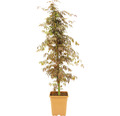 Fächerahorn Acer palmatum 'Sumi Nagashi' H 130-140 cm Co 14 L
