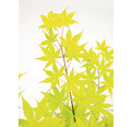 Gelber Fächerahorn Acer palmatum 'Summergold' H 50-60 cm Co 3 L