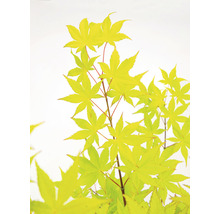 Gelber Fächerahorn Acer palmatum 'Summergold' H 50-60 cm Co 3 L-thumb-0