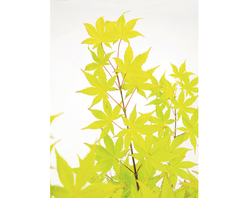 Gelber Fächerahorn Acer palmatum 'Summergold' H 50-60 cm Co 3 L-0