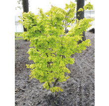 Gelber Fächerahorn Acer palmatum 'Summergold' H 50-60 cm Co 3 L-thumb-4