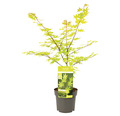 Gelber Fächerahorn Acer palmatum 'Summergold' H 50-60 cm Co 3 L