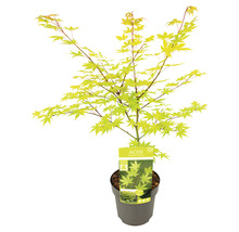 Gelber Fächerahorn Acer palmatum 'Summergold' H 50-60 cm Co 3 L-thumb-2