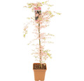 Fächerahorn Acer palmatum 'Taylor' H 130-140 cm Co 14 L
