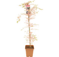 Fächerahorn Acer palmatum 'Taylor' H 130-140 cm Co 14 L