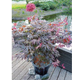 Fächerahorn Acer palmatum 'Trompenburg' H 50-60 cm Co 3 L