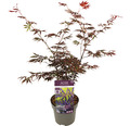 Fächerahorn Acer palmatum 'Trompenburg' H 50-60 cm Co 3 L