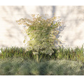 Weissbunter Zwerg-Fächerahorn Acer palmatum 'Ukigumo' H 50- 60 cm Co 3 L