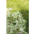 Weissbunter Zwerg-Fächerahorn Acer palmatum 'Ukigumo' H 50- 60 cm Co 3 L