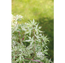 Weissbunter Zwerg-Fächerahorn Acer palmatum 'Ukigumo' H 50- 60 cm Co 3 L-thumb-6