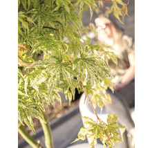 Weissbunter Zwerg-Fächerahorn Acer palmatum 'Ukigumo' H 50- 60 cm Co 3 L-thumb-9