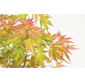 Zwerg-Fächerahorn rosa orange grün Acer palmatum 'Wilson's Pink Dwarf' H 50-60 cm Co 3 L