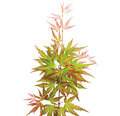 Zwerg-Fächerahorn rosa orange grün Acer palmatum 'Wilson's Pink Dwarf' H 50-60 cm Co 3 L