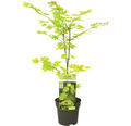 Japanischer Goldahorn Acer palmatum 'Jordan' H 50- 60 cm Co 3 L