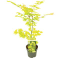 Japanischer Goldahorn Acer palmatum 'Jordan' H 50- 60 cm Co 3 L