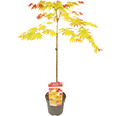 Japanischer Goldahorn Acer palmatum 'Moonrise' Halbstamm 40 cm Co 3 L