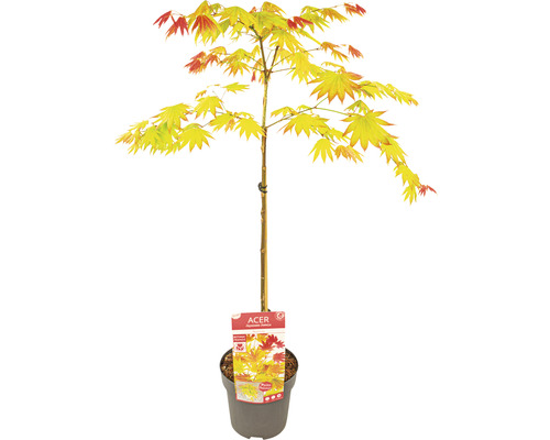 Japanischer Goldahorn Acer palmatum 'Moonrise' Halbstamm 40 cm Co 3 L