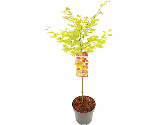Japanischer Goldahorn Acer palmatum 'Moonrise' Halbstamm 40 cm Co 10 L