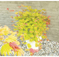 Japanischer Goldahorn Acer palmatum 'Moonrise' H 40-50 cm Co 3 L