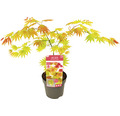 Japanischer Goldahorn Acer palmatum 'Moonrise' H 40-50 cm Co 3 L