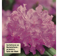 Rhododendronerde FloraSelf 40 L