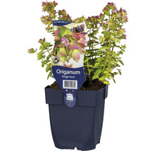 Hopfen-Dost FloraSelf Origanum-Cultivars 'Dingle Fairy' H 5-30 cm Co 0,5 L-thumb-0