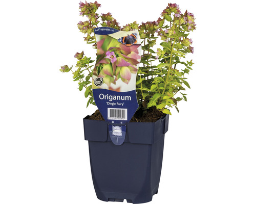 Hopfen-Dost FloraSelf Origanum-Cultivars 'Dingle Fairy' H 5-30 cm Co 0,5 L-0