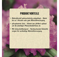 Rhododendronerde FloraSelf 40 L