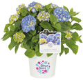 Bauernhortensie Hydrangea macrophylla 'Diva fiore' ® Blau H 30-40 cm Co 5 L blau
