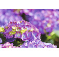 Bauernhortensie Hydrangea macrophylla 'Diva fiore' ® Lila H 30-40 cm Co 5 L lila