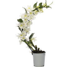 Dendrobie FloraSelf Dendrobium nobile 'Boomerang' H 50-60 cm Ø 11 cm Topf-thumb-0