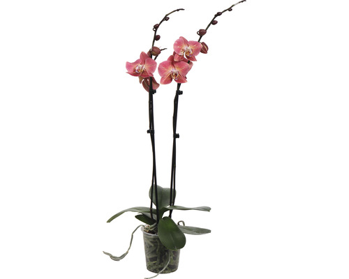 Schmetterlingsorchidee FloraSelf Phalaenopsis 'Dragon Heart' H 50-60 cm Ø 12 cm Topf 2 Rispen