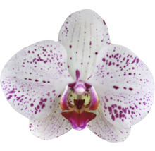 Schmetterlingsorchidee FloraSelf Phalaenopsis 'Goya' H 50-60 cm Ø 12 cm Topf 2 Rispen-thumb-1
