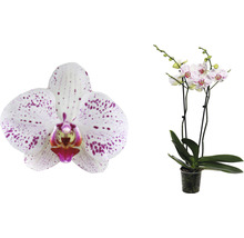 Schmetterlingsorchidee FloraSelf Phalaenopsis 'Goya' H 50-60 cm Ø 12 cm Topf 2 Rispen-thumb-2