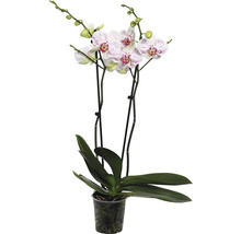 Schmetterlingsorchidee FloraSelf Phalaenopsis 'Goya' H 50-60 cm Ø 12 cm Topf 2 Rispen-thumb-0