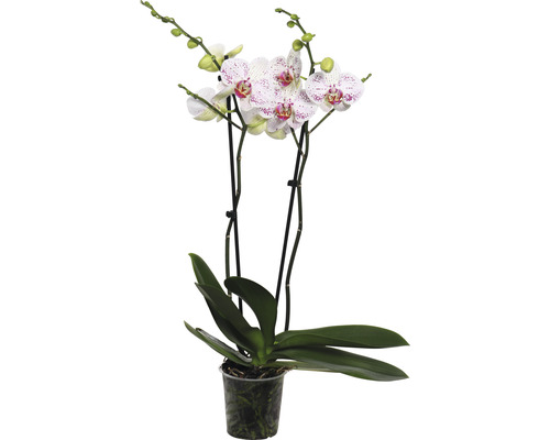 Schmetterlingsorchidee FloraSelf Phalaenopsis 'Goya' H 50-60 cm Ø 12 cm Topf 2 Rispen-0