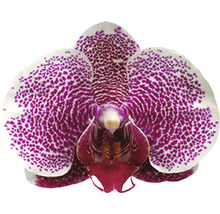Schmetterlingsorchidee FloraSelf Phalaenopsis 'Pandora' H 50-60 cm Ø 12 cm Topf 2 Rispen-thumb-1