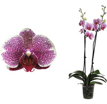 Schmetterlingsorchidee FloraSelf Phalaenopsis 'Pandora' H 50-60 cm Ø 12 cm Topf 2 Rispen-thumb-2