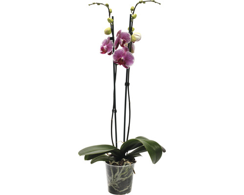 Schmetterlingsorchidee FloraSelf Phalaenopsis 'Pandora' H 50-60 cm Ø 12 cm Topf 2 Rispen-0