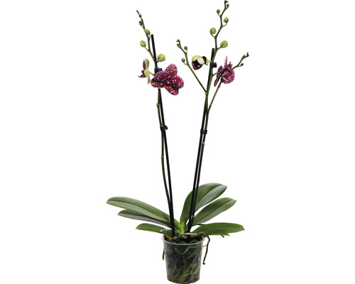 Schmetterlingsorchidee FloraSelf Phalaenopsis 'Wildcat' H 50-60 cm Ø 12 cm Topf 2 Rispen