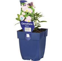 Nachtkerze FloraSelf Oenothera-Cultivars 'Siskiyou' H 5-20 cm Co 0,5 L-thumb-0