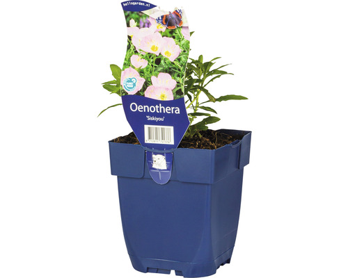 Nachtkerze FloraSelf Oenothera-Cultivars 'Siskiyou' H 5-20 cm Co 0,5 L-0