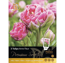 Blumenzwiebel Premium Selection Tulpe 'Anne-Fleur' 3 Stk-thumb-0
