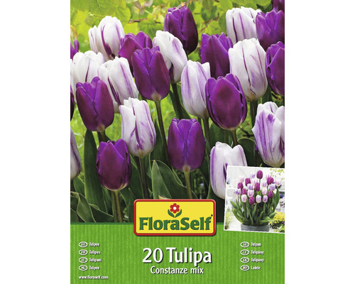 Blumenzwiebel FloraSelf Tulpe 'Constanze Mix' 20 Stk-0