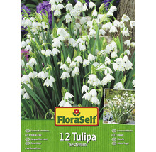 Blumenzwiebel FloraSelf Sommer-Knotenblume 12 Stk-thumb-0