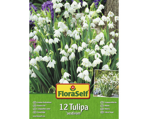 Blumenzwiebel FloraSelf Sommer-Knotenblume 12 Stk-0