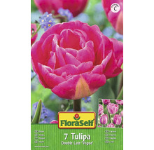 Blumenzwiebel FloraSelf Tulpe 'Vogue' 7 Stk-thumb-0