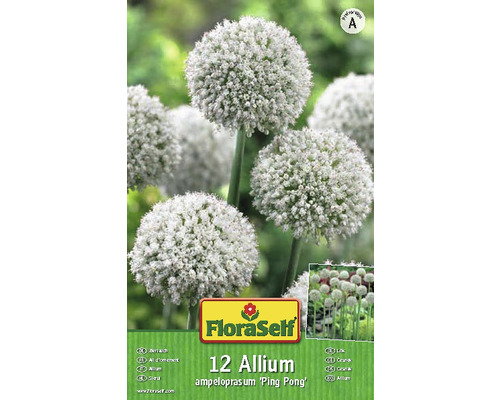 Blumenzwiebel FloraSelf Allium/Zierlauch 'Ping Pong' 12 Stk-0