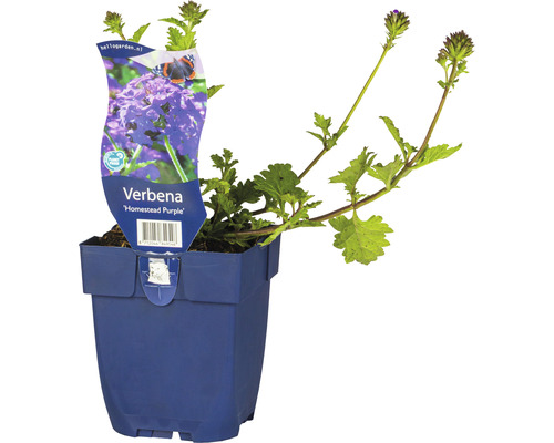 Eisenkraut FloraSelf Verbena-Cultivars 'Homestead Purple' H 5-25 cm Co 0,5 L (6 Stk.)